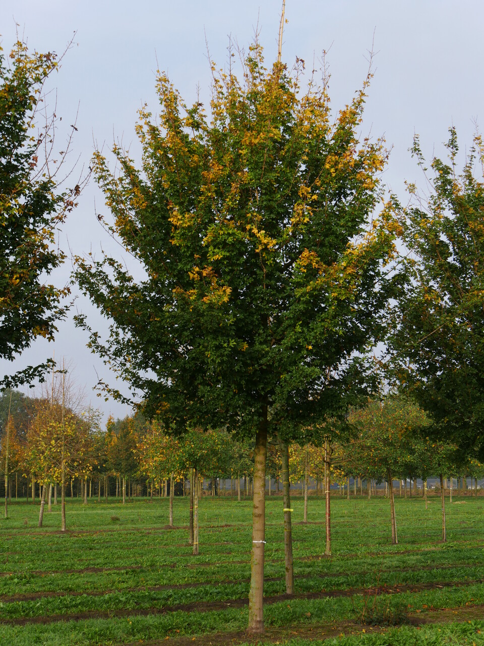 acer-campestre-elsrijk-acer-campestre-elsrijk-van-den-berk